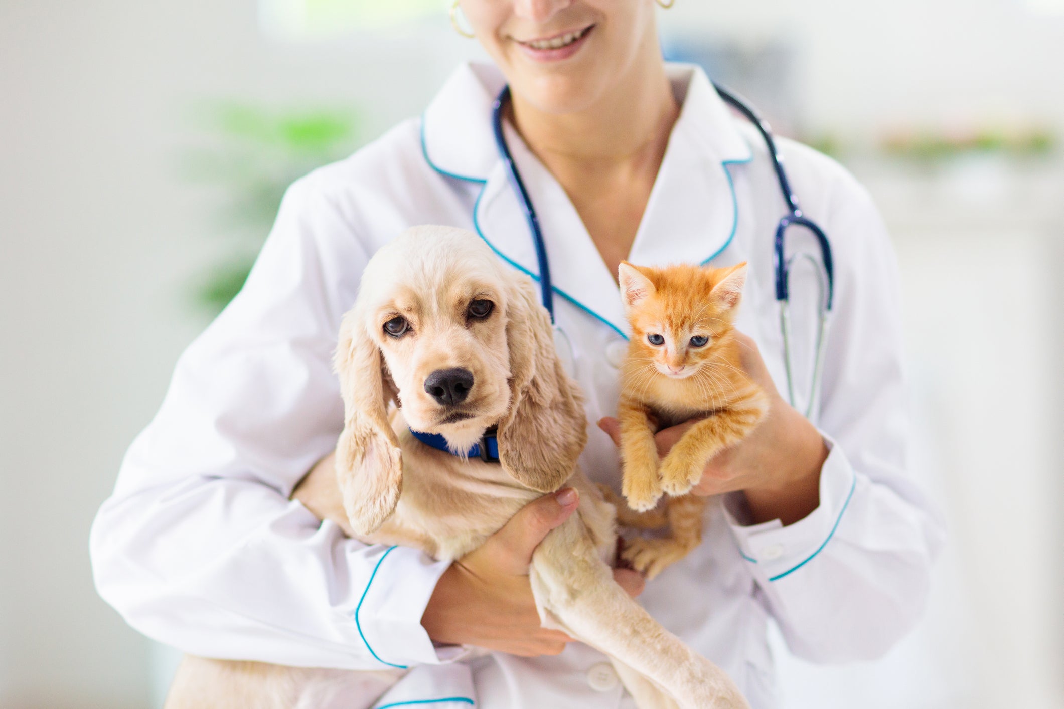 Atendimento veterinário com informação clara e contato direto.