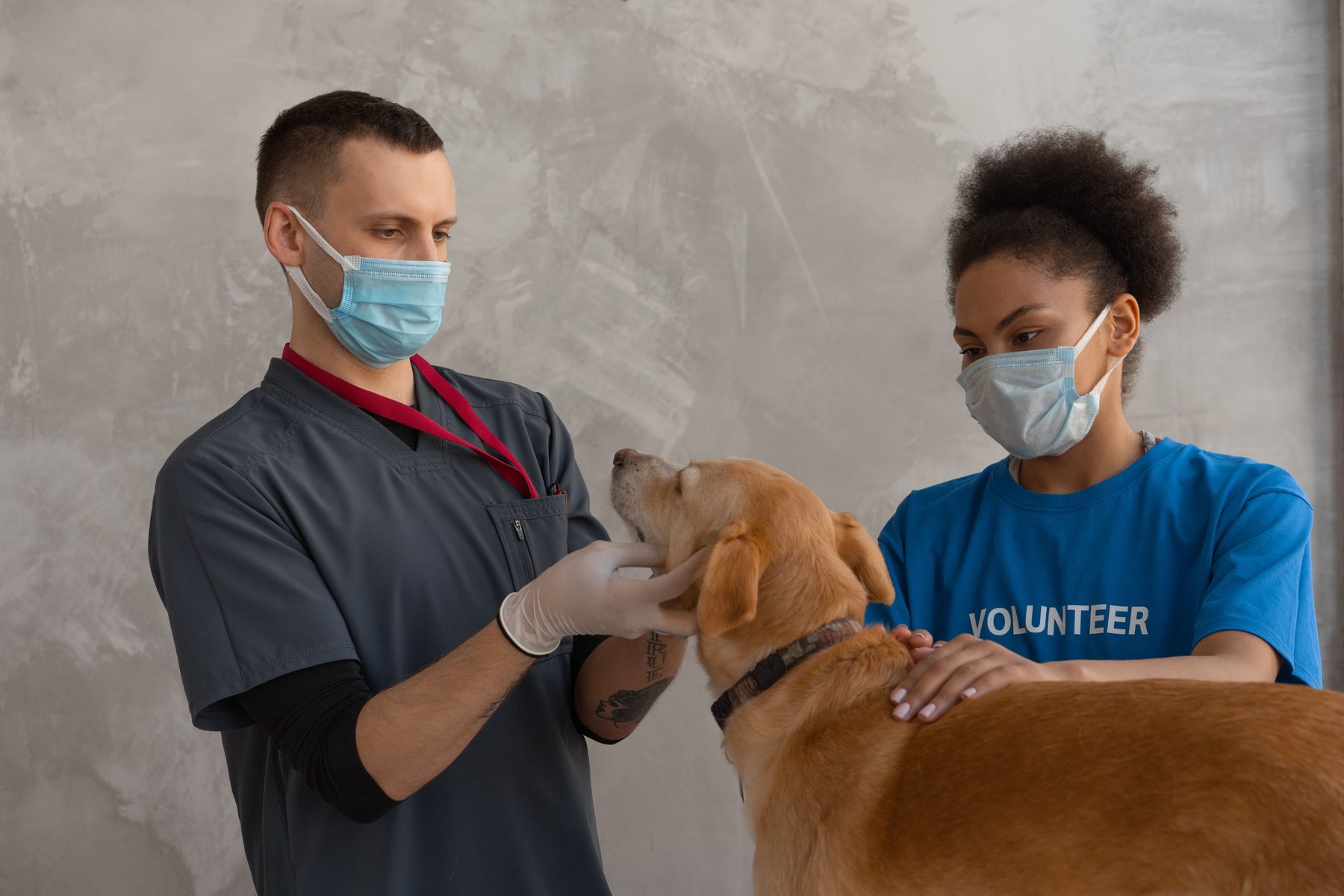 Atendimento veterinário a um cão